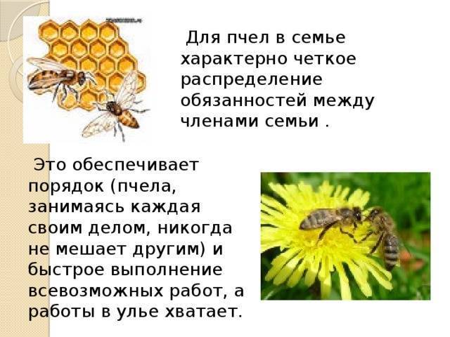 Состав пчелиной семьи. 500 советов пчеловоду