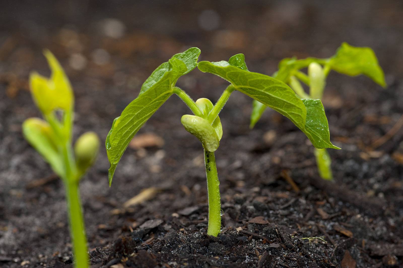 Фасоль: как правильно и когда сажать в открытый грунт и на рассаду, выращивание и уход