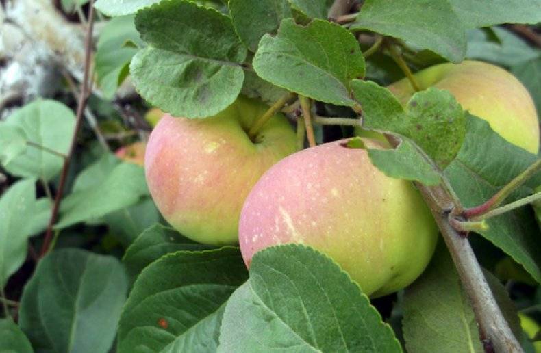 Описание сорта яблони подарок садоводам: фото яблок, важные характеристики, урожайность с дерева