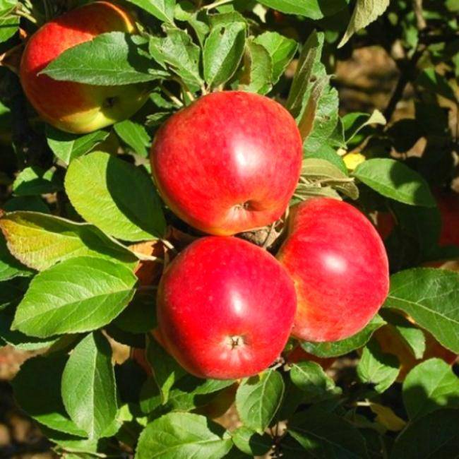 Яблоня краса свердловска: описание сорта, фото, советы по выращиванию, плюсы и минусы, отзывы садоводов