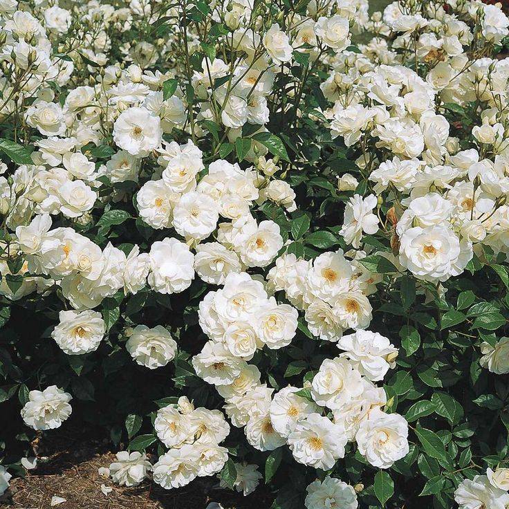 Белая роза: описание и классификация, значение окраса цветка + топ-20 самых красивых сортов с названиями и фото