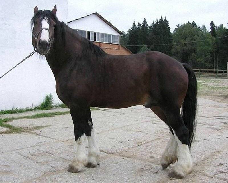 Порода лошадей владимирский тяжеловоз — фото и описание, характеристика, условия содержания, перспективы разведения.