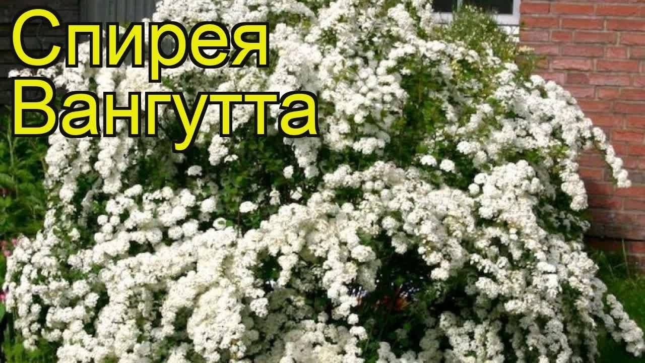 Спирея вангутта описание и фото посадка и уход