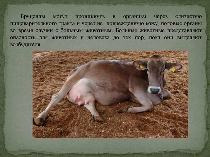 Бруцеллез у коров