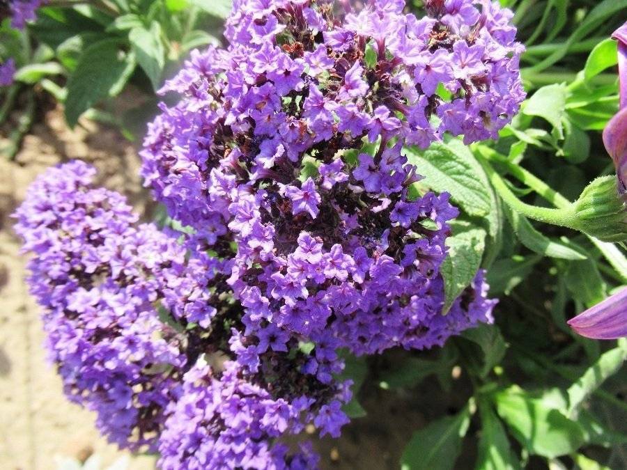 Гелиотроп — содержание в домашних условиях, выращивание на даче, в саду, многолетние виды, которые цветут все лето (120 фото)