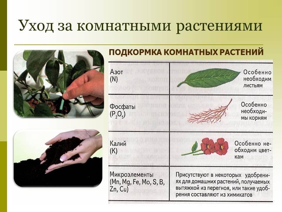 Презентация уход за комнатными растениями 2 класс