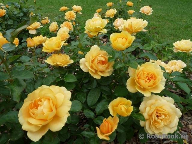 Golden gate – красивый сорт розы с сильным сладким ароматом