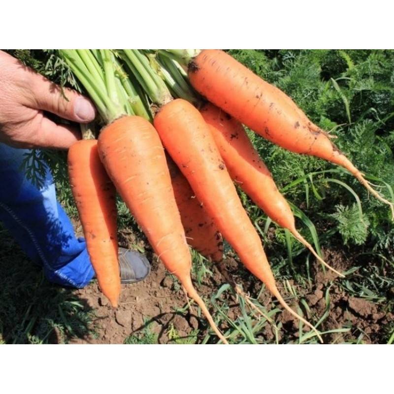 Морковь абако: описание сорта, выращивание и уход