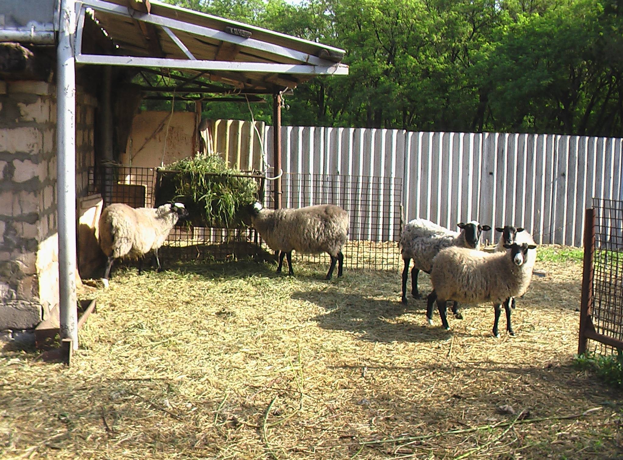 Разведение овец на мясо в домашних условиях для начинающих