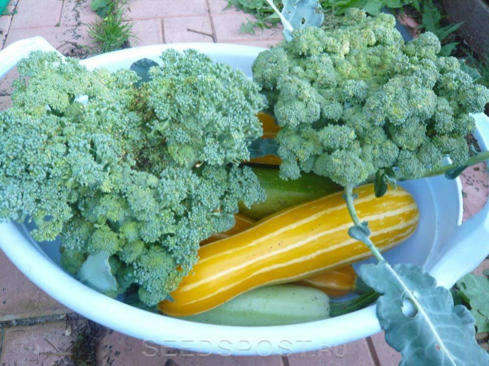 13 лучших сортов брокколи: выбираем витаминный овощ для открытого грунта