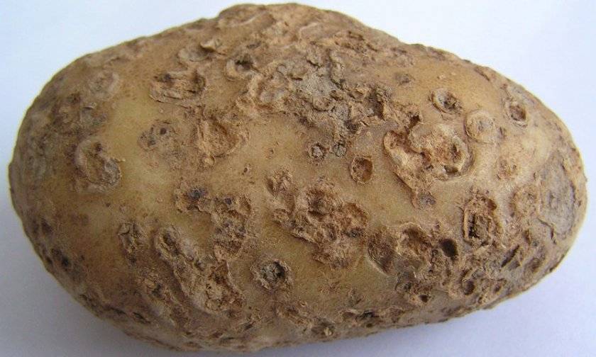 Картофельная парша фото