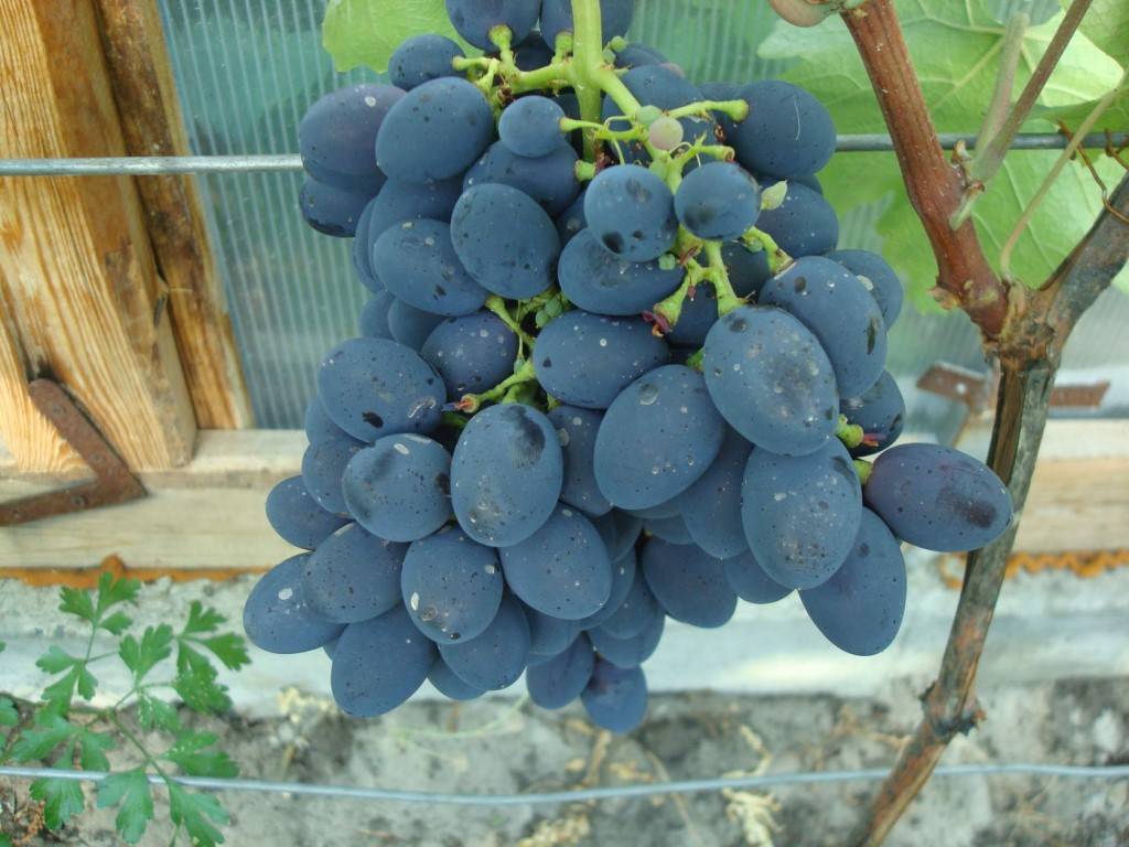 Виноград изабелла: всё о выращивании сорта, рекомендации по уходу за культурой