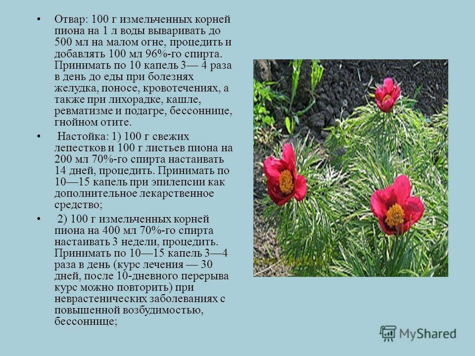 Марьин корень - 140 фото и видео лекарственного растения. советы по сбору цветов и их обработка