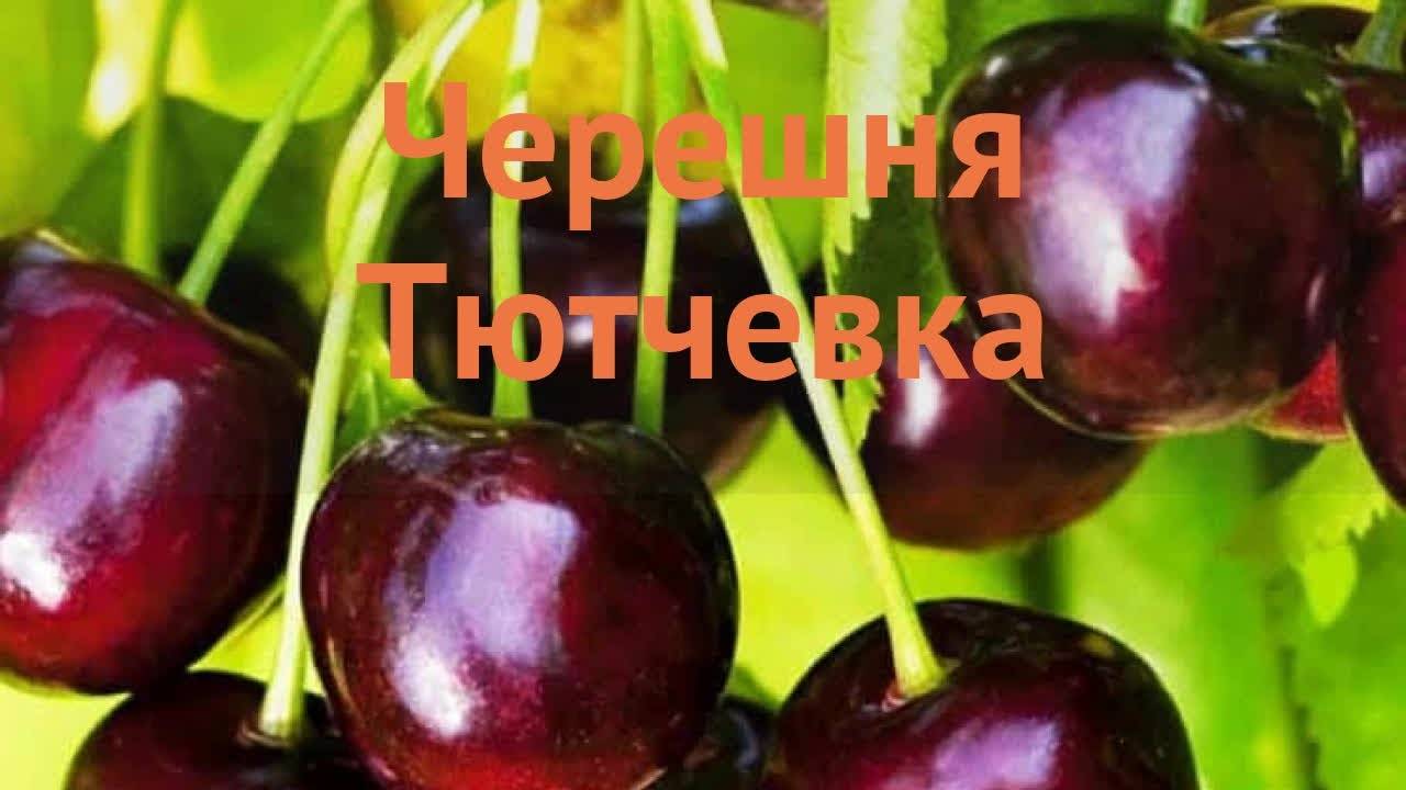 Вишня тютчевка описание сорта фото