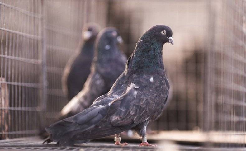 Торцовые голуби: видео, породы