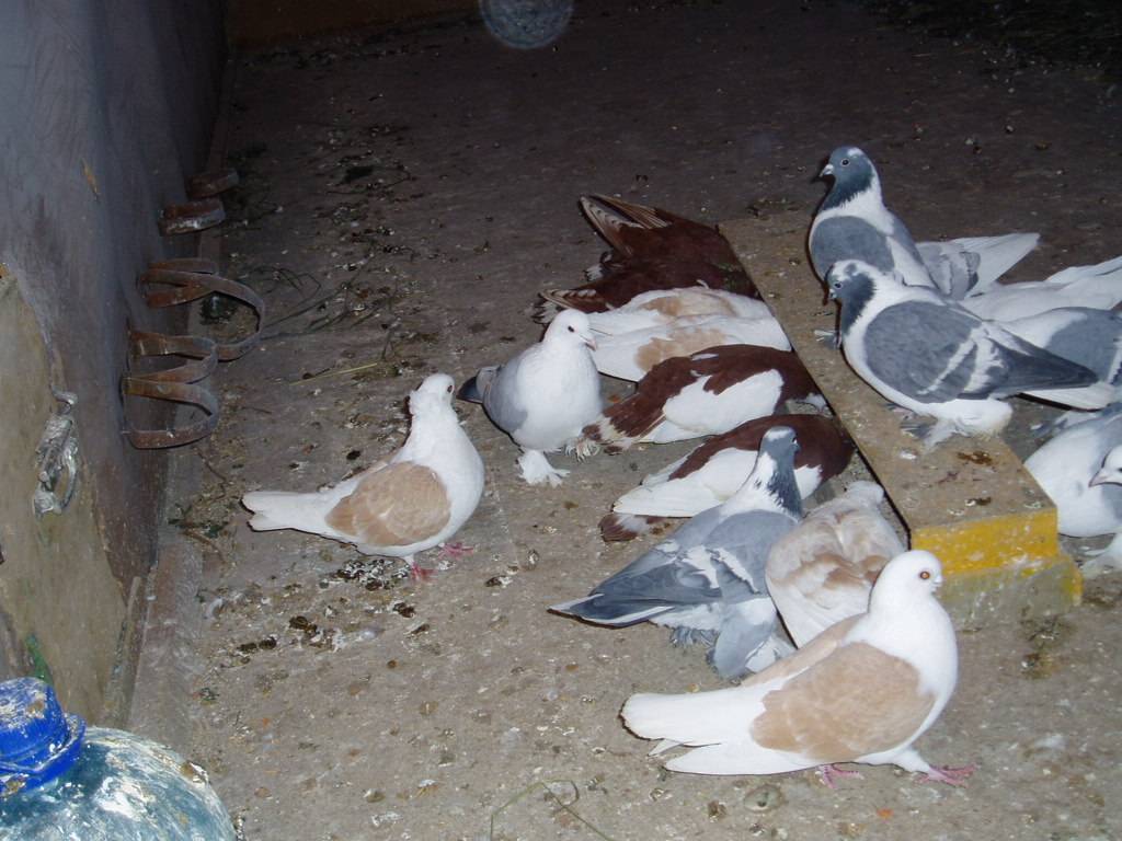 Сколько проживет голубь без еды и воды