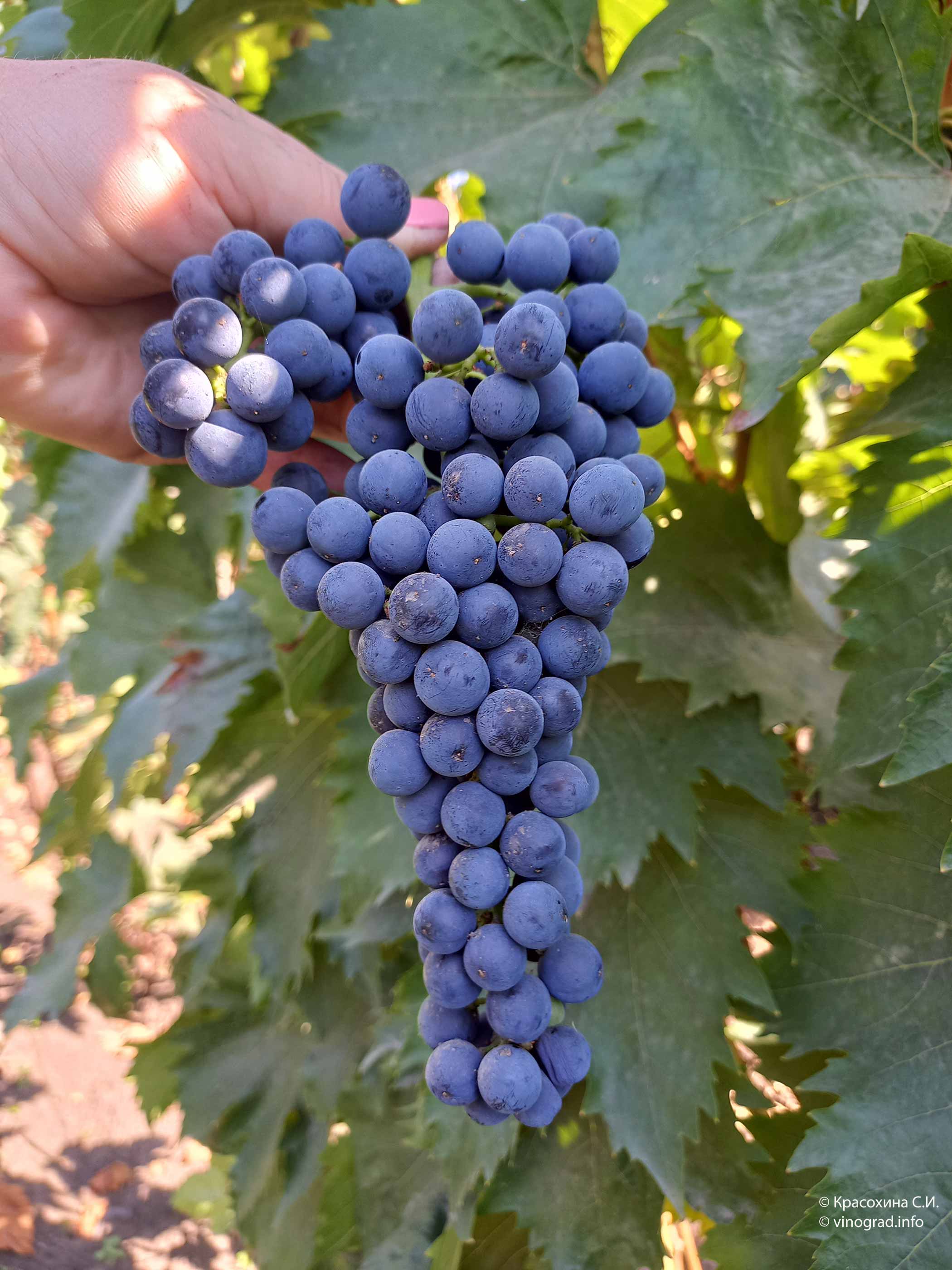 Виноград мерло: описание и характеристика сорта, изготовление вина