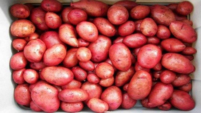 10 самых популярных сортов картофеля. описание и фото — ботаничка.ru