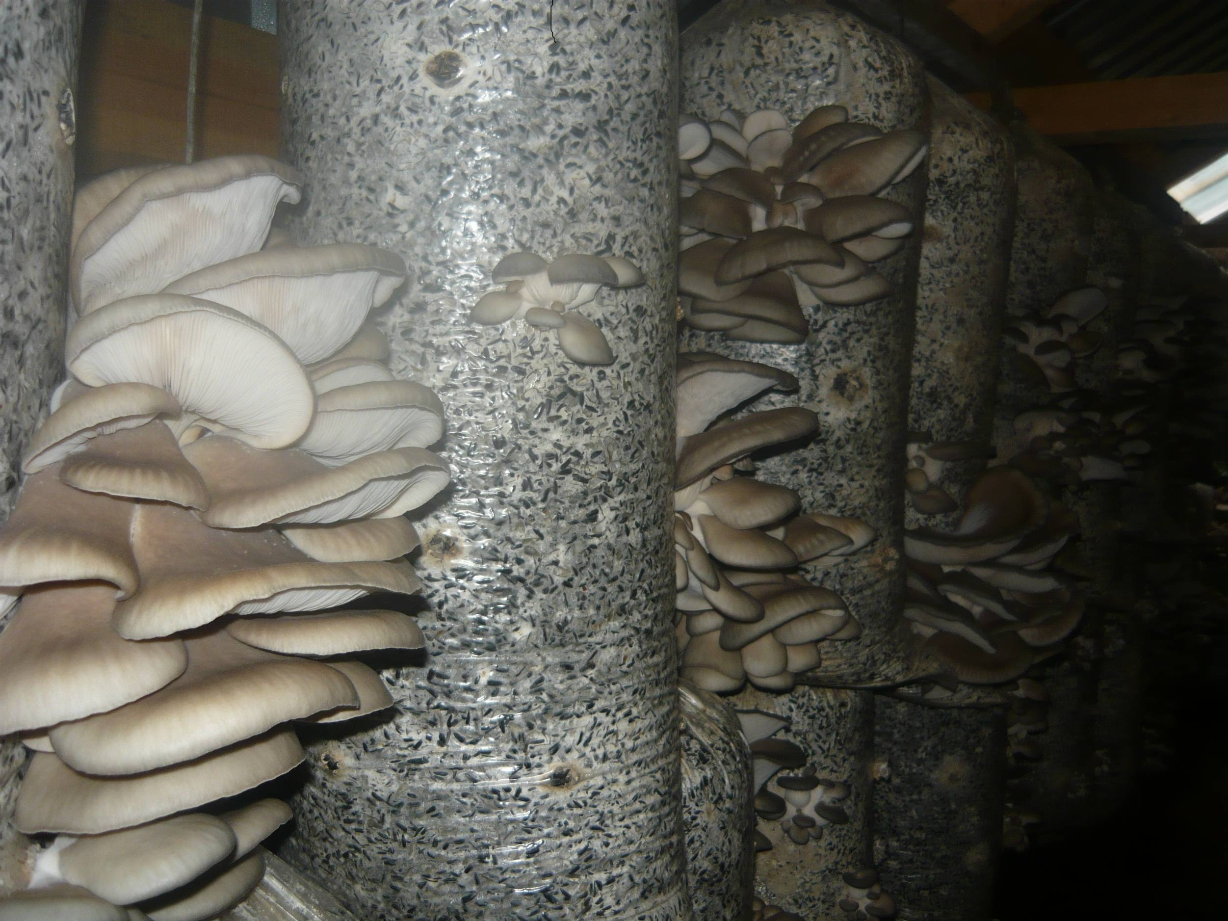 Выращивание грибов в домашних условиях — инструкция для новичков: описание на примере вешенок, шампиньонов, мицелия. тонкости данного бизнеса (фото & видео) +отзывы