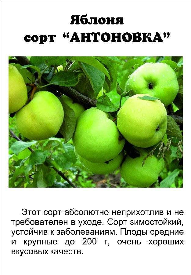 Всё о сорте яблок антоновка — особенности, правила посадки и ухода, сбор урожая + фото