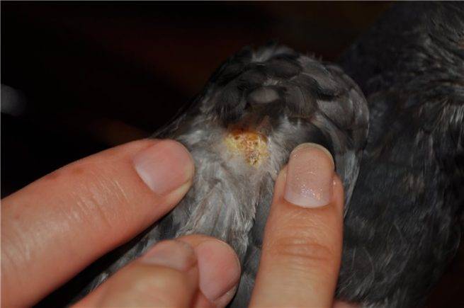 Болезни домашних голубей: симптомы и методы лечения