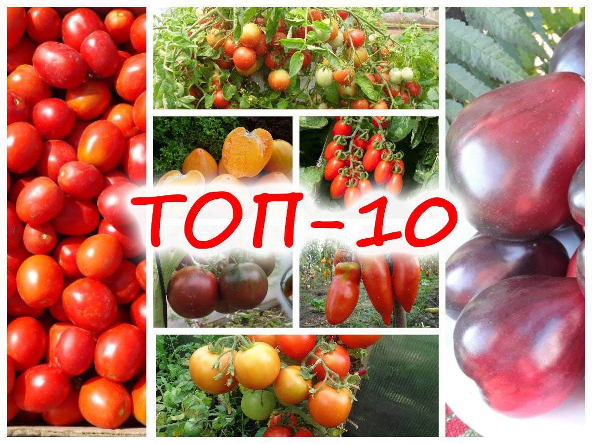 Лучшие сорта томатов в 2022 году