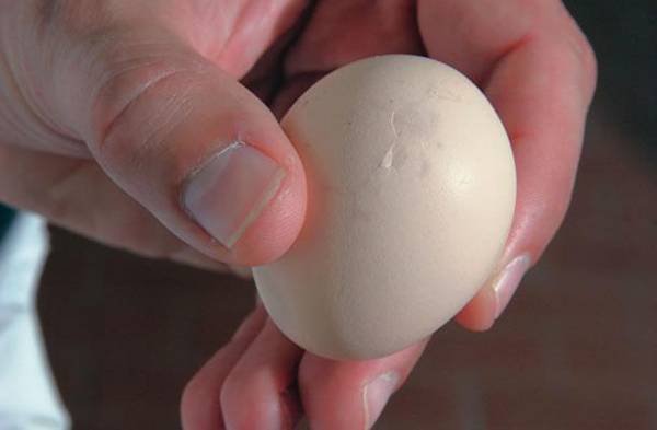Тонкая скорлупа у куриных яиц: что делать практические советы