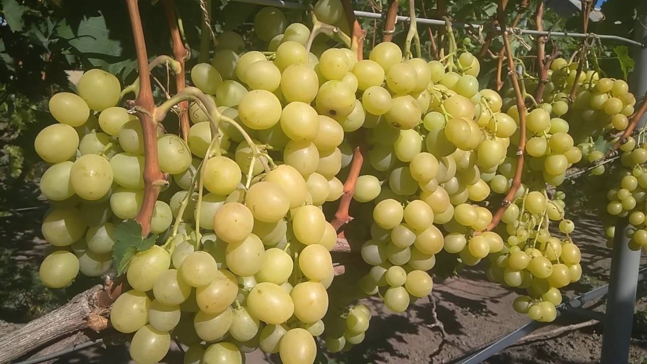 Сорт винограда "спонсор" : характеристика и описание, особенности ухода и отзывы с фото