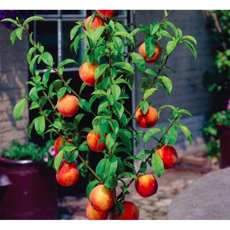 Описание сортов колоновидных персиков, их посадка и уход, правила агротехники