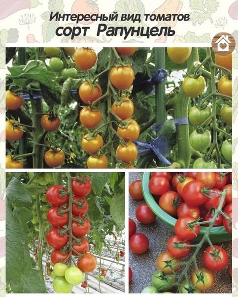 Завораживающий сорт томата «рапунцель»: описание и фото, особенности выращивания