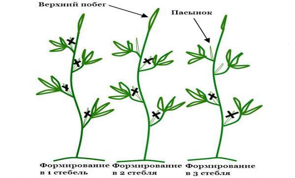 Схема формирования перцев в теплице рисунок