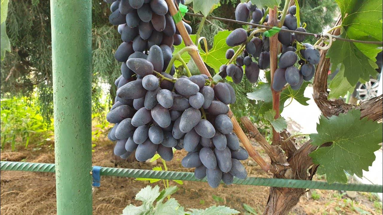 Виноград аттика: описание и характеристика сорта, посадка и уход