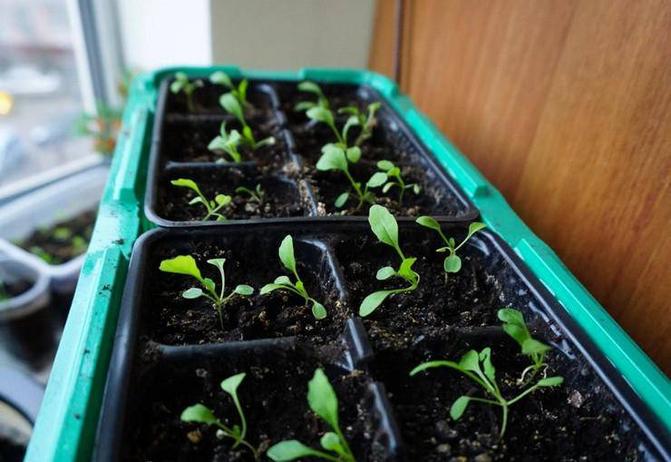 Как вырастить рукколу из семян в домашних условиях - посадка и уход