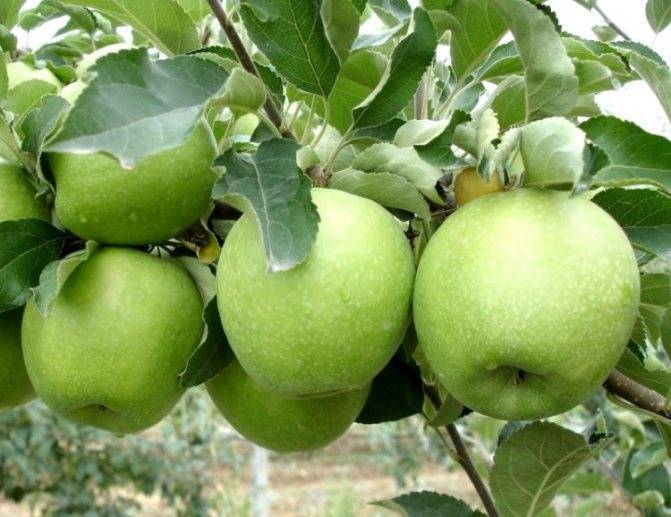 Яблоня богатырь: описание сорта, посадка и уход