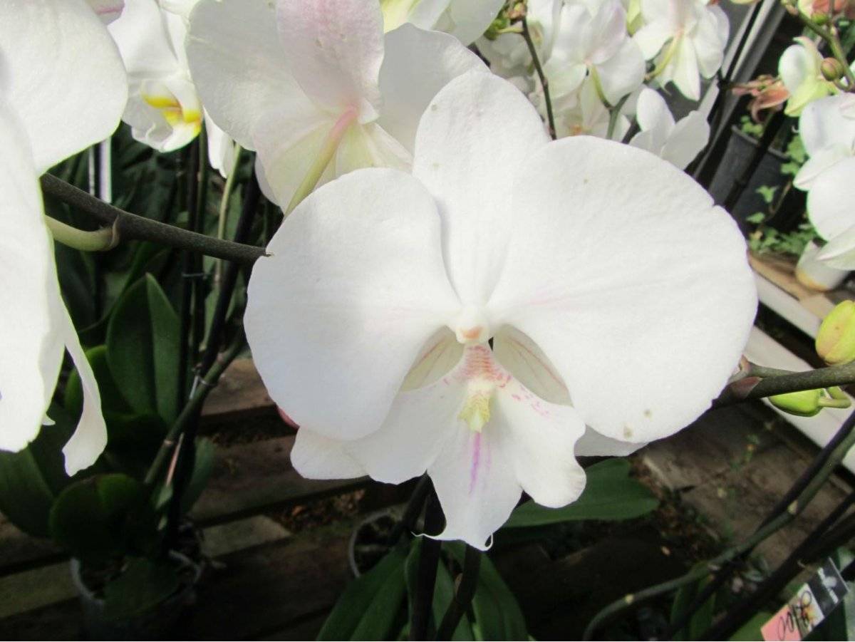 Фаленопсис биг лип | блог об орхидеях