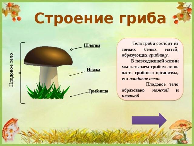 Тело грибов состоит из многочисленных