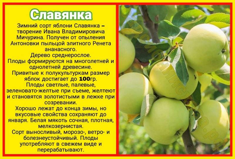 Описание сорта яблони славянка: фото яблок, важные характеристики, урожайность с дерева