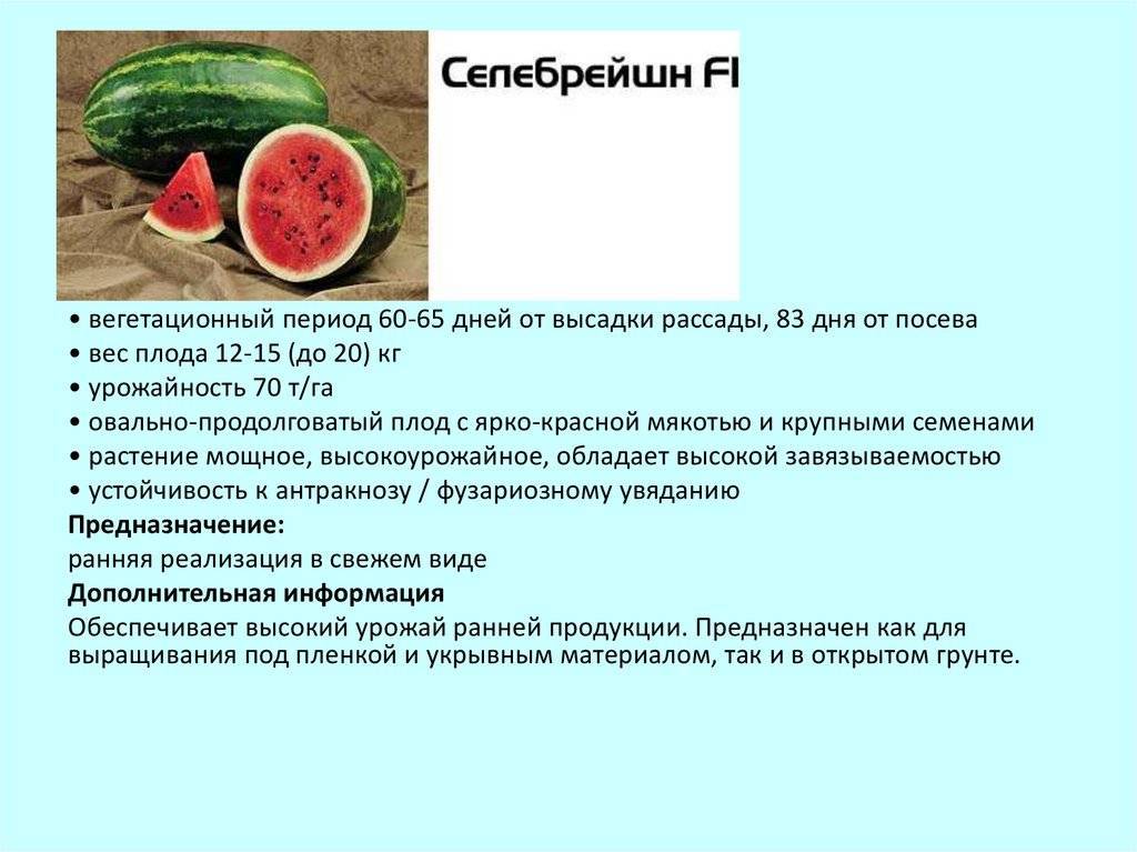 Посадка арбузов в открытый грунт: современный подход