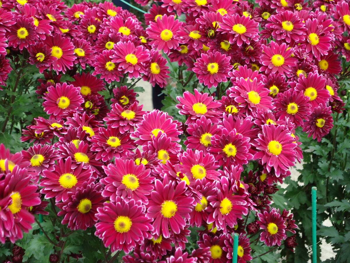 Цветы дубки (хризантема): уход, размножение, выращивание + фото
