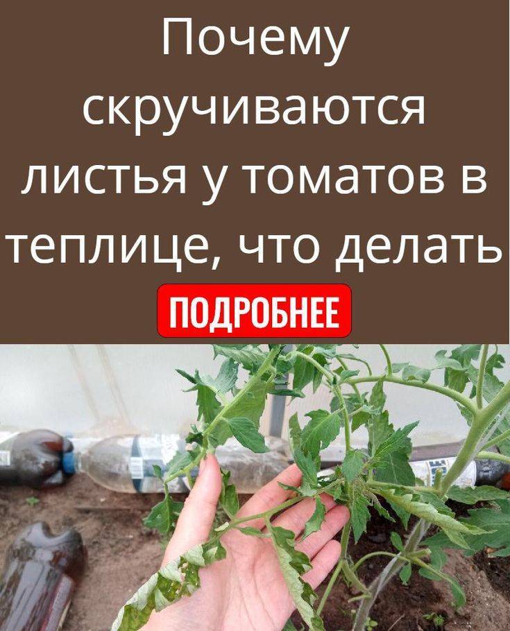 Скручиваются листья у помидоров в теплице: почему листья помидор скручиваются в верх и внутрь