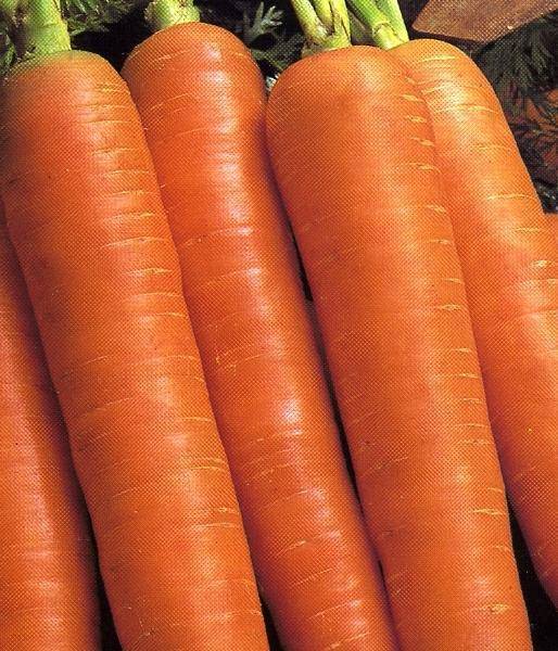Морковь вита лонга: гибрид бангор f1, голландские сорта для средней полосы россии, отзывы дачников о селекции, профессиональные семена из голландии, описание