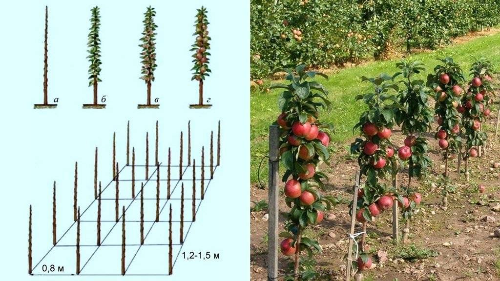 Схема посадки колоновидных яблонь в один ряд