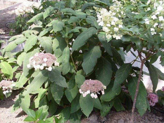 Гортензия "дуболистная": фото и описание, выращивание из семян, посадка и уход