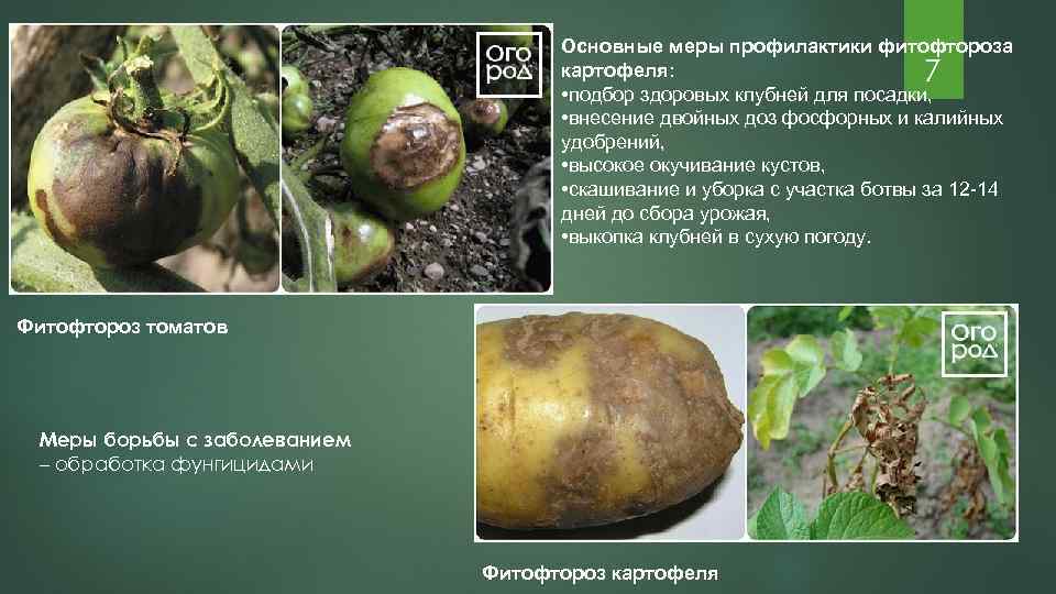 Борьба с фитофторозом картофеля