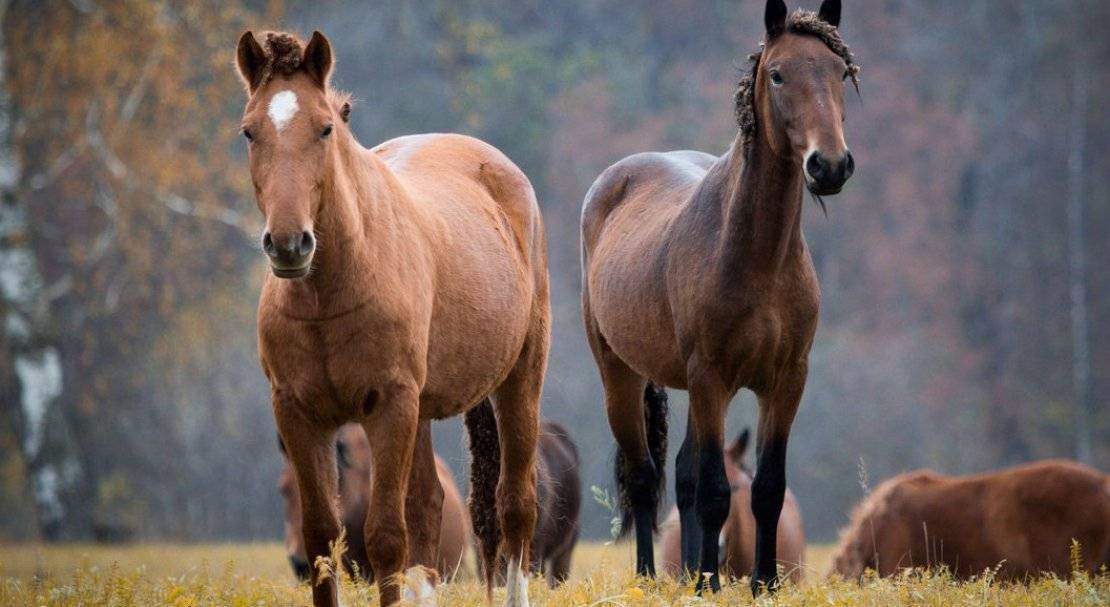 Башкирская порода лошадей: описание, виды - домашние наши друзья