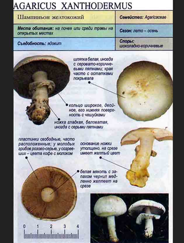 Как определить по фотографии название гриба