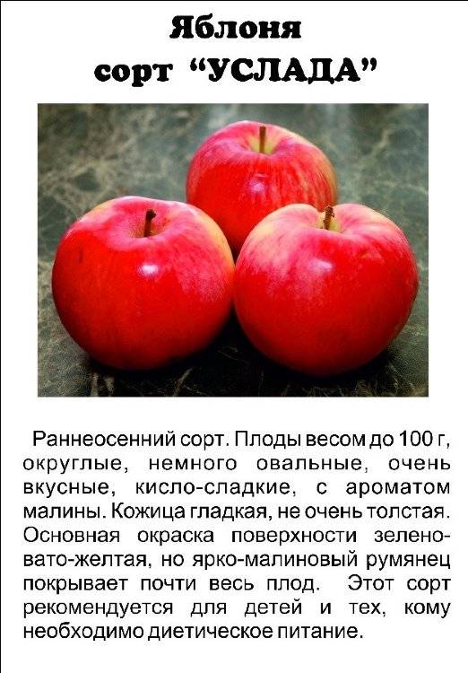 Описание и особенности выращивания яблони сорта легенда