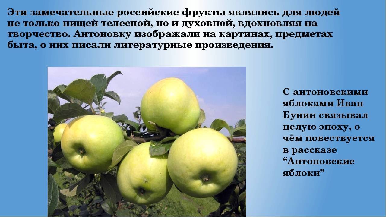 Фото яблони солнышко фото и описание сорта фото