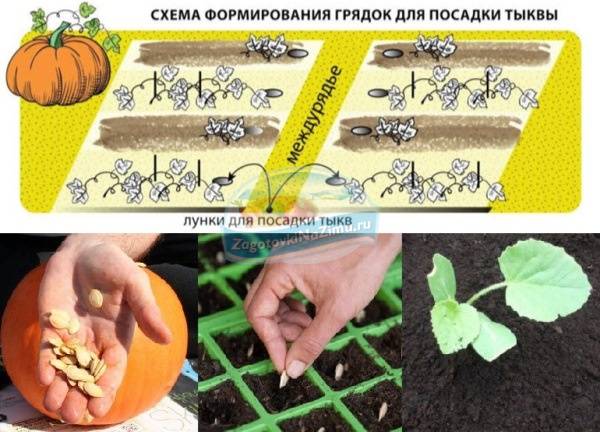 Выращивание тыквы в открытом грунте: агротехника