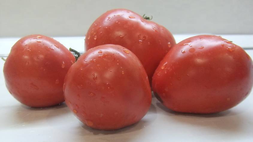 Семена томатов для ленинградской области: сорта, выращивание